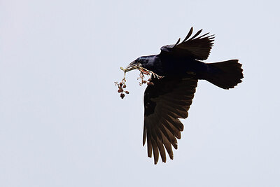 BUITEN BEELD Foto: 450801