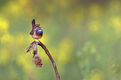 BUITEN BEELD Foto: 450811