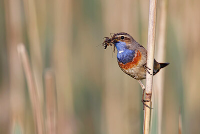 BUITEN BEELD Foto: 450812