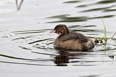 BUITEN BEELD Foto: 450820