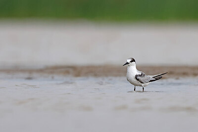 BUITEN BEELD Foto: 450823