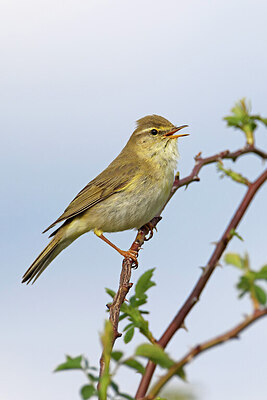 BUITEN BEELD Foto: 450826