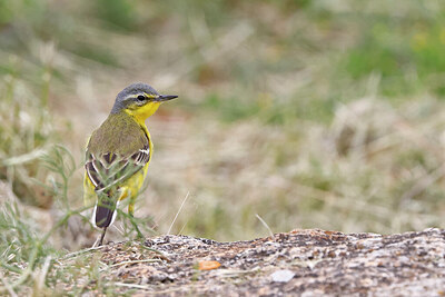 BUITEN BEELD Foto: 450829