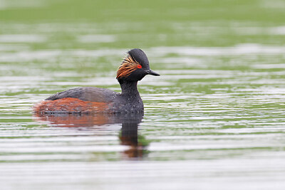 BUITEN BEELD Foto: 450831