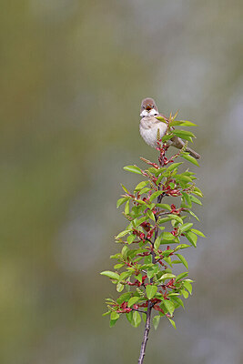 BUITEN BEELD Foto: 450836