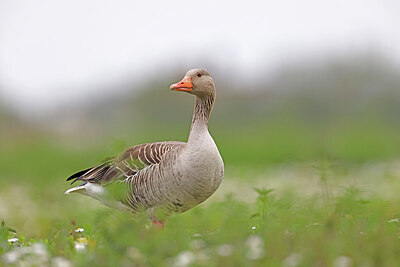 BUITEN BEELD Foto: 450837
