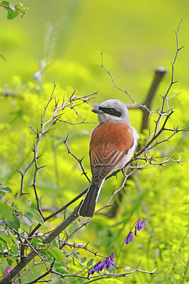 BUITEN BEELD Foto: 450840