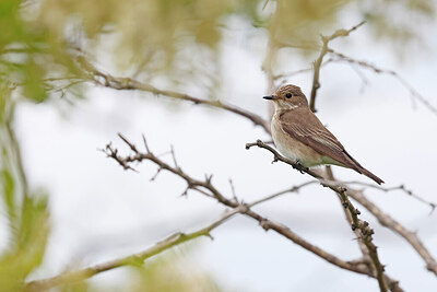BUITEN BEELD Foto: 450843