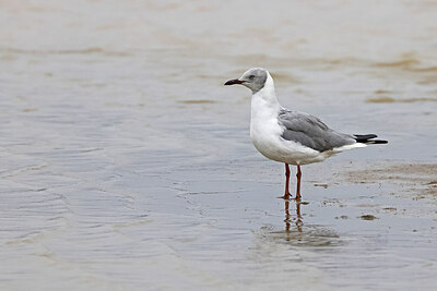 BUITEN BEELD Foto: 450844