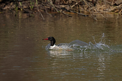 BUITEN BEELD Foto: 450850
