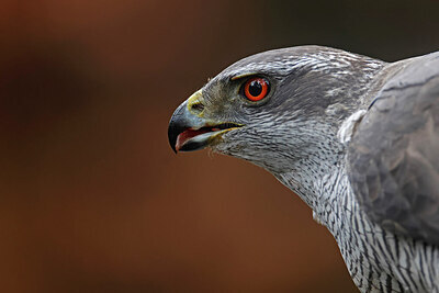 BUITEN BEELD Foto: 450852