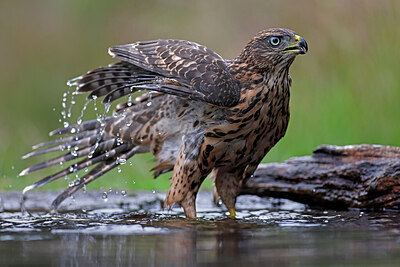 BUITEN BEELD Foto: 450853