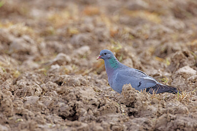BUITEN BEELD Foto: 450857