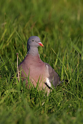 BUITEN BEELD Foto: 450860