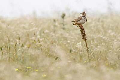 BUITEN BEELD Foto: 450861
