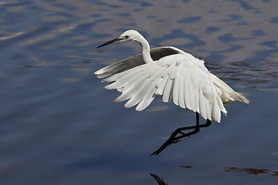 BUITEN BEELD Foto: 450865