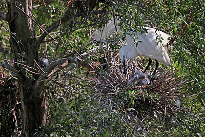 BUITEN BEELD Foto: 450866