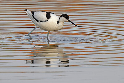 BUITEN BEELD Foto: 450867