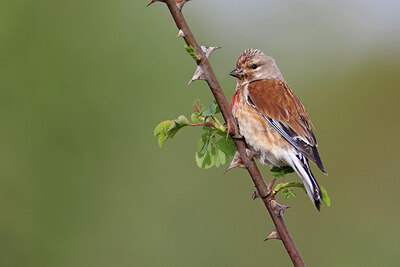 BUITEN BEELD Foto: 450868