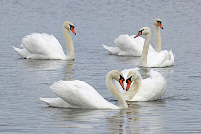 BUITEN BEELD Foto: 450869