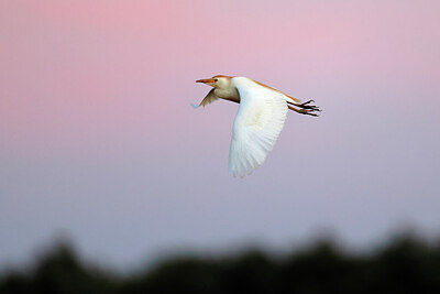 BUITEN BEELD Foto: 450871