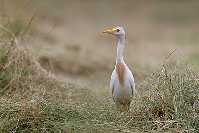 BUITEN BEELD Foto: 450872