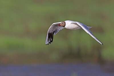 BUITEN BEELD Foto: 450873