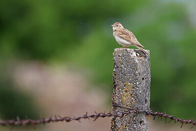 BUITEN BEELD Foto: 450875