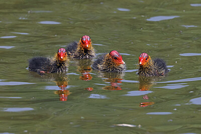 BUITEN BEELD Foto: 450879