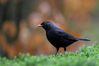 BUITEN BEELD Foto: 450881