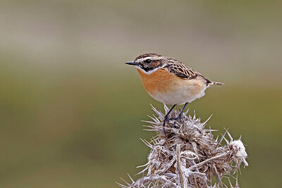 BUITEN BEELD Foto: 450886