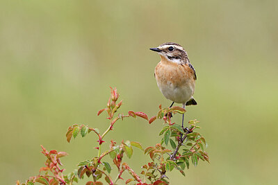 BUITEN BEELD Foto: 450887
