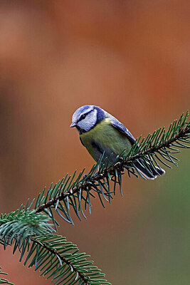BUITEN BEELD Foto: 450888