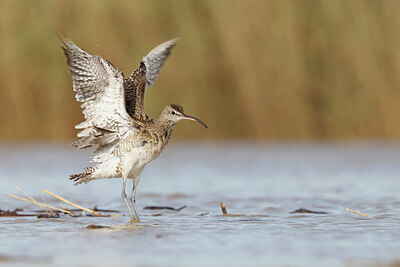 BUITEN BEELD Foto: 450891