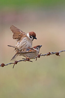 BUITEN BEELD Foto: 450892