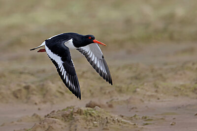 BUITEN BEELD Foto: 450895