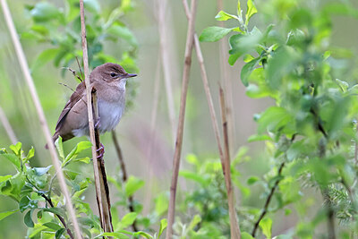 BUITEN BEELD Foto: 450897