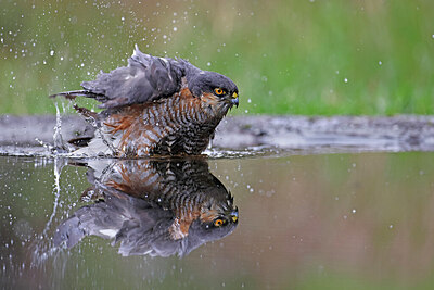 BUITEN BEELD Foto: 450899