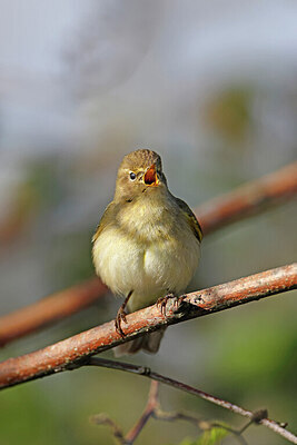 BUITEN BEELD Foto: 450903