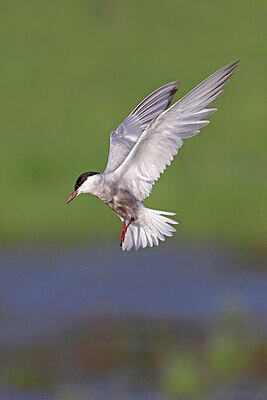 BUITEN BEELD Foto: 450909