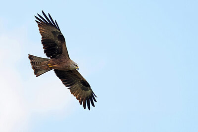 BUITEN BEELD Foto: 450910