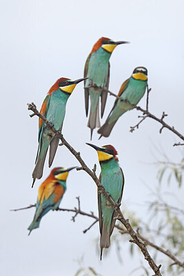 BUITEN BEELD Foto: 450911