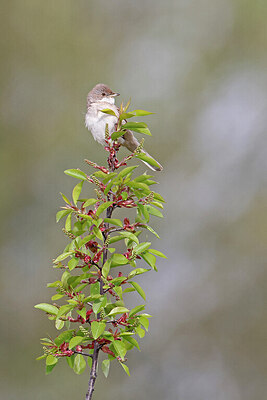 BUITEN BEELD Foto: 450912