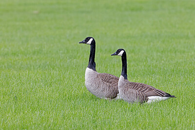 BUITEN BEELD Foto: 450915