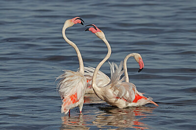 BUITEN BEELD Foto: 450917