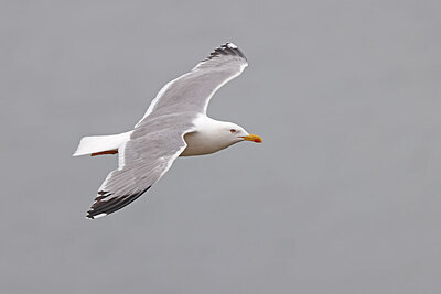 BUITEN BEELD Foto: 450919