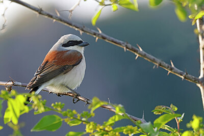 BUITEN BEELD Foto: 450921