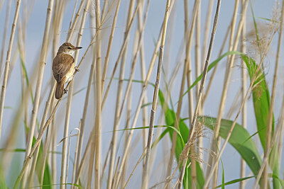 BUITEN BEELD Foto: 450922