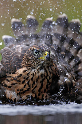 BUITEN BEELD Foto: 450924