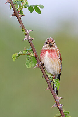 BUITEN BEELD Foto: 450926